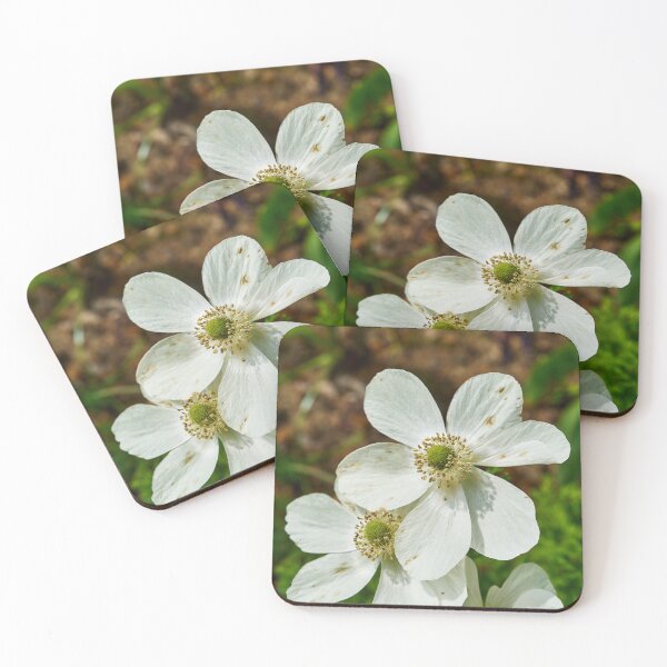 Item preview, Possible Snowdrop Anemone designed and sold by Eidetic Photos.