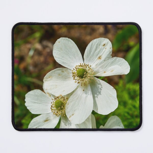 Item preview, Possible Snowdrop Anemone designed and sold by Eidetic Photos.