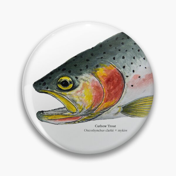 Item preview, Cutbow Trout Painting designed and sold by Stephen Emms.