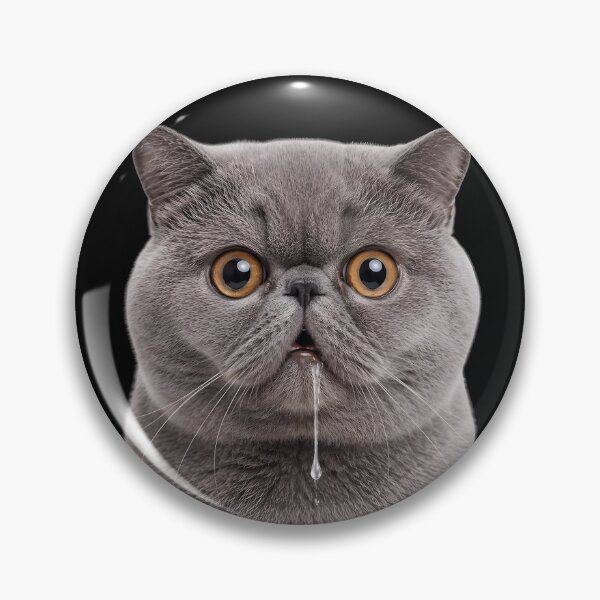 Item preview, Drooling British Shorthair Cat Meme designed and sold by teeperfect.