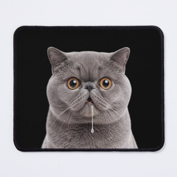 Item preview, Drooling British Shorthair Cat Meme designed and sold by teeperfect.