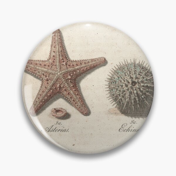 Item preview, Vintage Starfish and Sea Urchin Specimen Plate designed and sold by PictorialWhimsy.