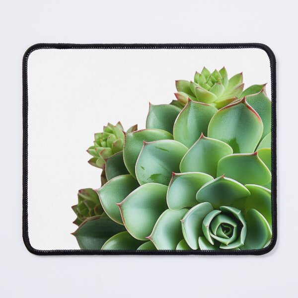 Item preview, Succulent plant isolated on transparent background designed and sold by MiraCleAI.