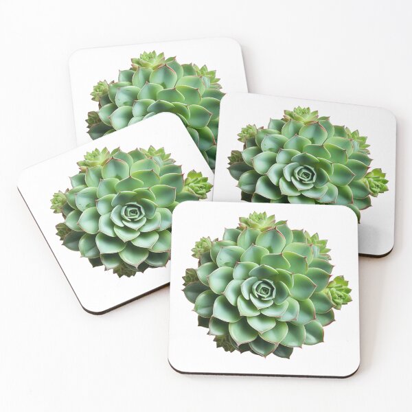 Item preview, Succulent plant isolated on transparent background designed and sold by MiraCleAI.