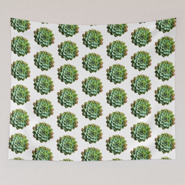 Aperçu de l'œuvre Plante succulente isolée sur fond transparent créée et vendue par MiraCleAI.