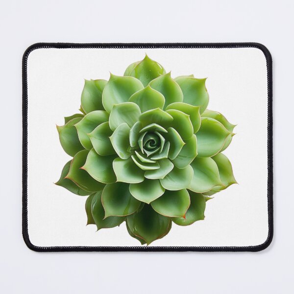 Item preview, Succulent plant isolated on transparent background designed and sold by MiraCleAI.