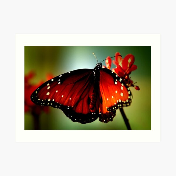 ~Just like a butterfly... Art Print