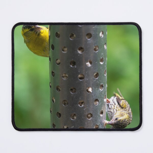 Item preview, Male and female Eurasian Siskins on feeder designed and sold by Stephen Jarman.