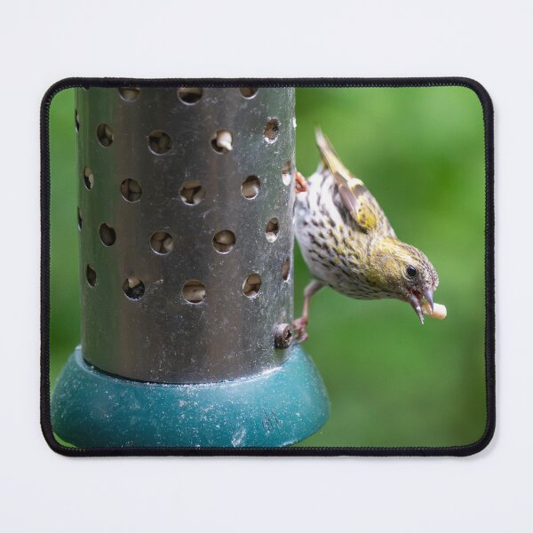 Item preview, Pine Siskin (Spinus pinus) designed and sold by Stephen Jarman.