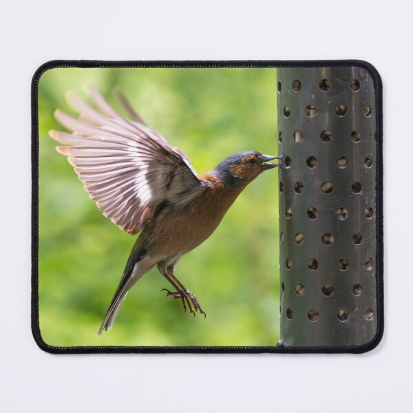 Item preview, Male Chaffinch (Fringilla coelebs) hovering designed and sold by Stephen Jarman.