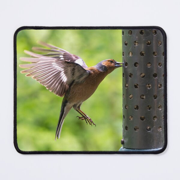Item preview, Male Chaffinch (Fringilla coelebs)   designed and sold by Stephen Jarman.