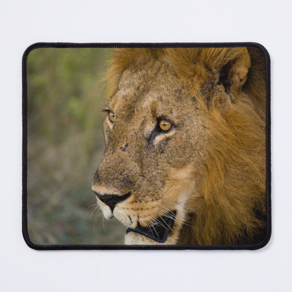 Item preview, Lone Big Male Lion  designed and sold by Adrian Peacock Nature and Wildlife.