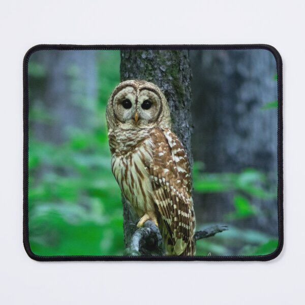 Item preview, Owl designed and sold by Kmrphotostn.
