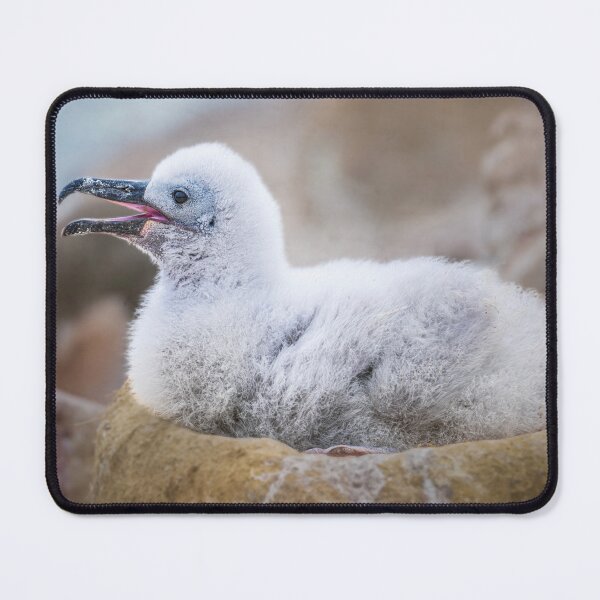 Item preview, Albatross Chick in Nest designed and sold by PhotoArt by Joan Carroll.