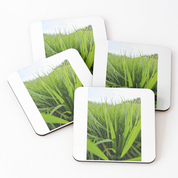 Item preview, Agriculture - Rice Crop, Lush Backlit Growth designed and sold by Reverso-Design.