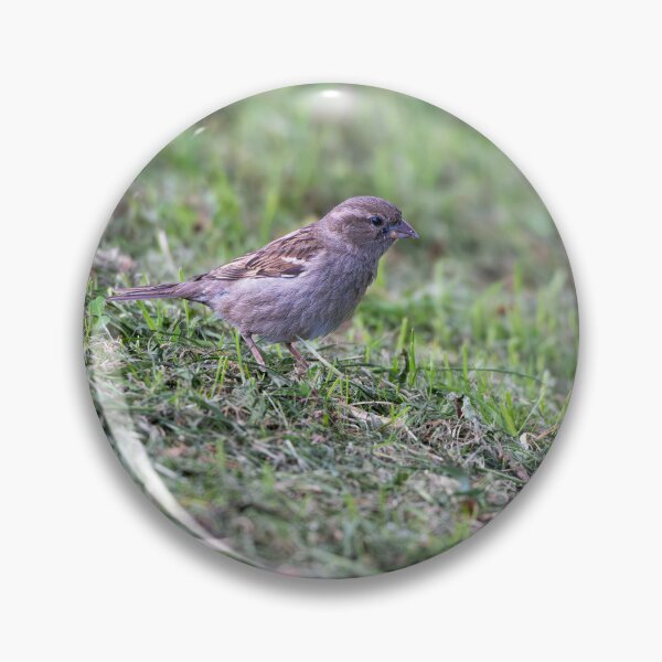 Item preview, House sparrow (Passer domesticus)  designed and sold by Stephen Jarman.