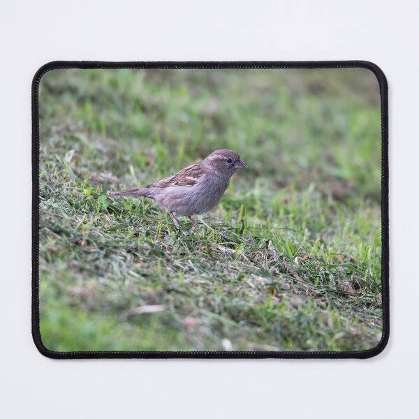 Item preview, House sparrow (Passer domesticus) designed and sold by Stephen Jarman.