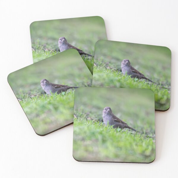 Item preview, House sparrow (Passer domesticus)   designed and sold by Stephen Jarman.