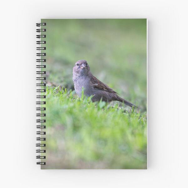 Item preview, House sparrow (Passer domesticus)   designed and sold by Stephen Jarman.