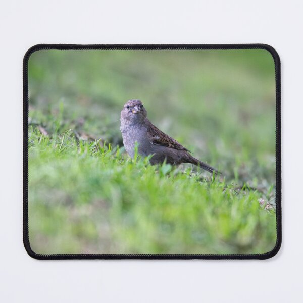 Item preview, House sparrow (Passer domesticus)   designed and sold by Stephen Jarman.