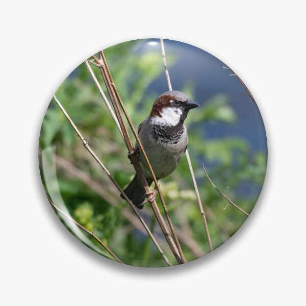 Item preview, House sparrow (Passer domesticus)   designed and sold by Stephen Jarman.