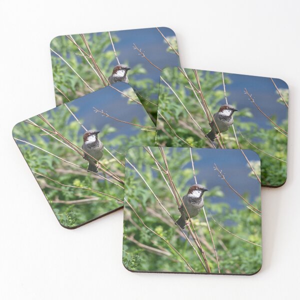 Item preview, House sparrow (Passer domesticus)   designed and sold by Stephen Jarman.