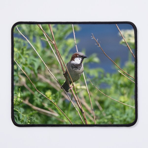 Item preview, House sparrow (Passer domesticus)   designed and sold by Stephen Jarman.