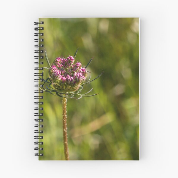 Item preview, Wildflower Bud Close-Up In Sunlit Meadow With Green Bokeh Background And Delicate Pink Blossoms designed and sold by Nmallia.