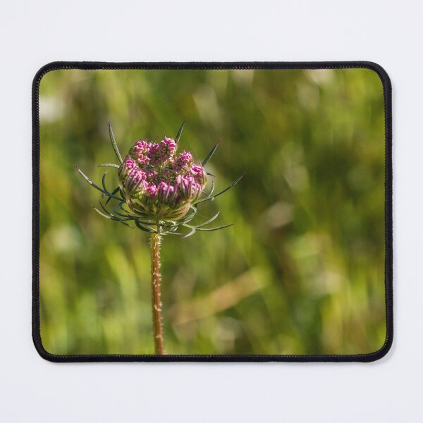Item preview, Wildflower Bud Close-Up In Sunlit Meadow With Green Bokeh Background And Delicate Pink Blossoms designed and sold by Nmallia.