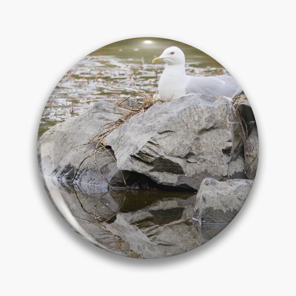Item preview, Nest. Common gull Spring 2026 designed and sold by Jouko Lehto Photography.