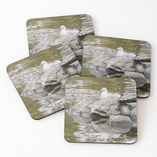 Item preview, Nest. Common gull Spring 2026 designed and sold by Jouko Lehto Photography.