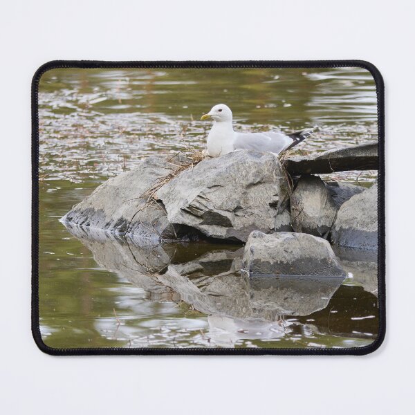 Item preview, Nest. Common gull Spring 2026 designed and sold by Jouko Lehto Photography.