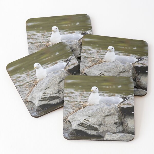 Item preview, Hard nest. Common gull Spring 2026 designed and sold by Jouko Lehto Photography.