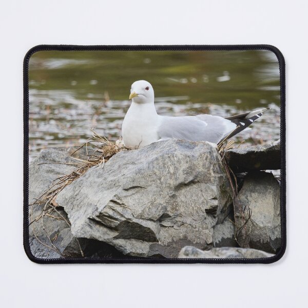 Item preview, Hard nest. Common gull Spring 2026 designed and sold by Jouko Lehto Photography.