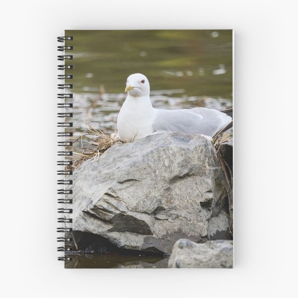 Item preview, Hard nest. Common gull Spring 2026 designed and sold by Jouko Lehto Photography.