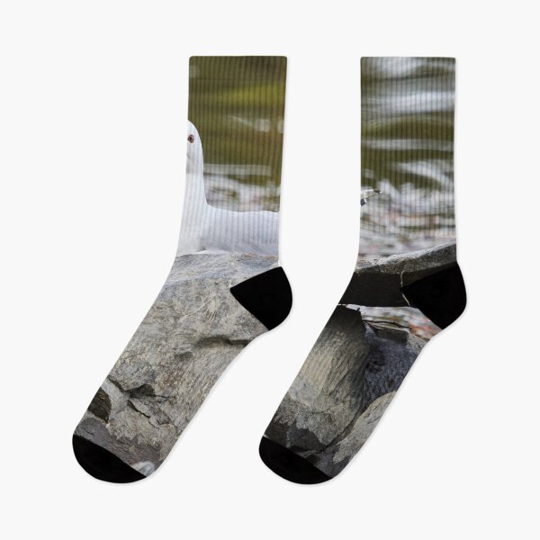 Item preview, Hard nest. Common gull Spring 2026 designed and sold by Jouko Lehto Photography.