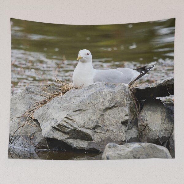 Item preview, Hard nest. Common gull Spring 2026 designed and sold by Jouko Lehto Photography.