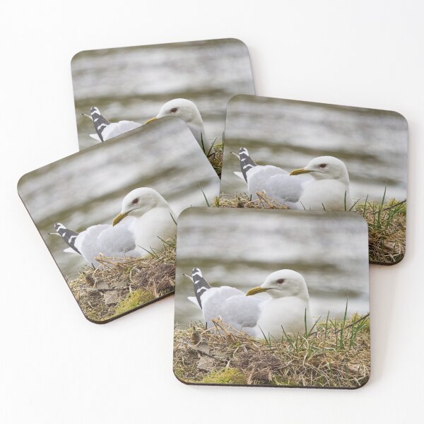 Item preview, Soft nest. Common gull Spring 2026 designed and sold by Jouko Lehto Photography.