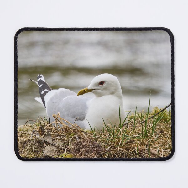 Item preview, Soft nest. Common gull Spring 2026 designed and sold by Jouko Lehto Photography.