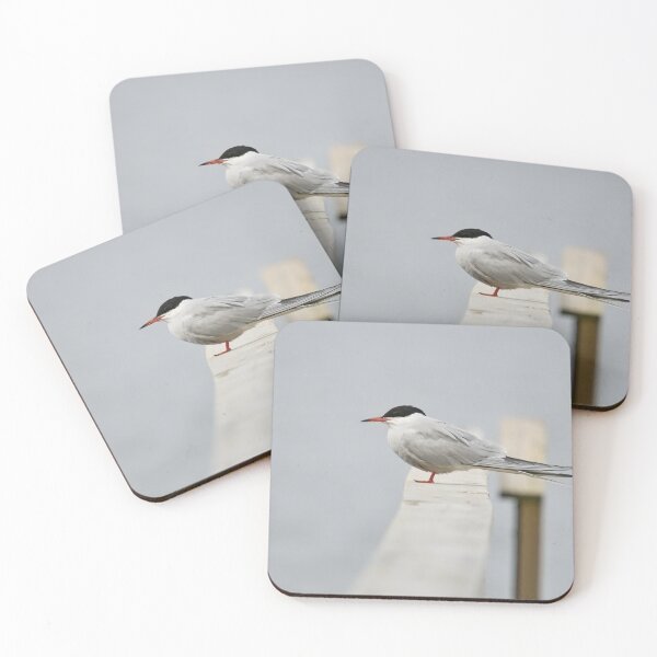 Item preview, Silence. Common tern. Spring 2026 designed and sold by Jouko Lehto Photography.