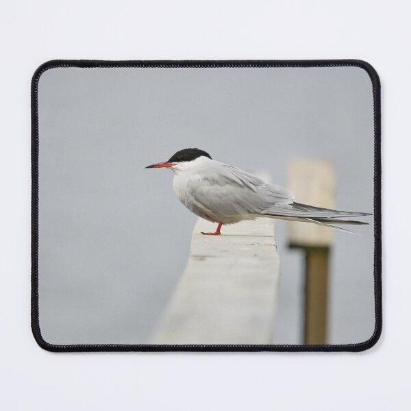 Item preview, Silence. Common tern. Spring 2026 designed and sold by Jouko Lehto Photography.