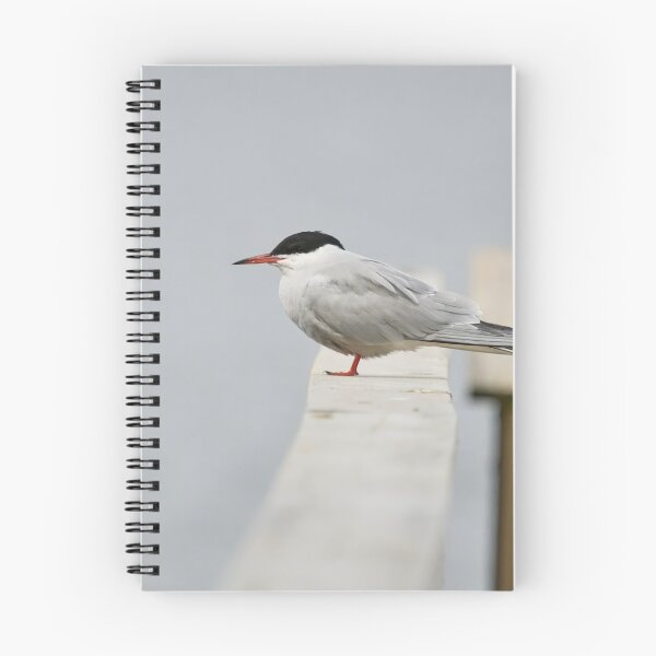 Item preview, Silence. Common tern. Spring 2026 designed and sold by Jouko Lehto Photography.