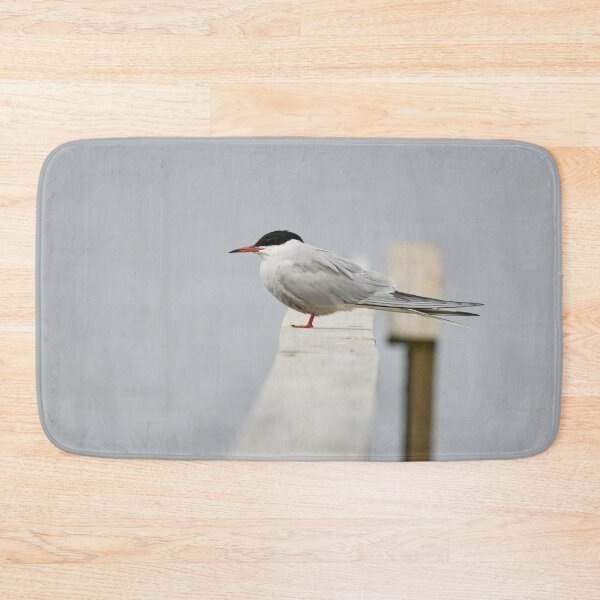Item preview, Silence. Common tern. Spring 2026 designed and sold by Jouko Lehto Photography.