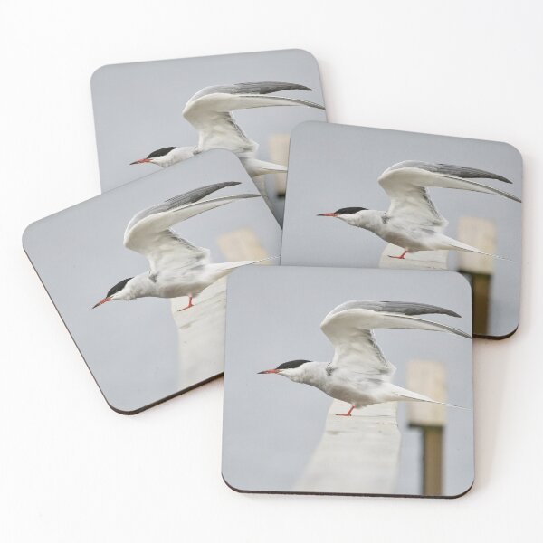 Item preview, Stretching. Common tern. Spring 2026 designed and sold by Jouko Lehto Photography.