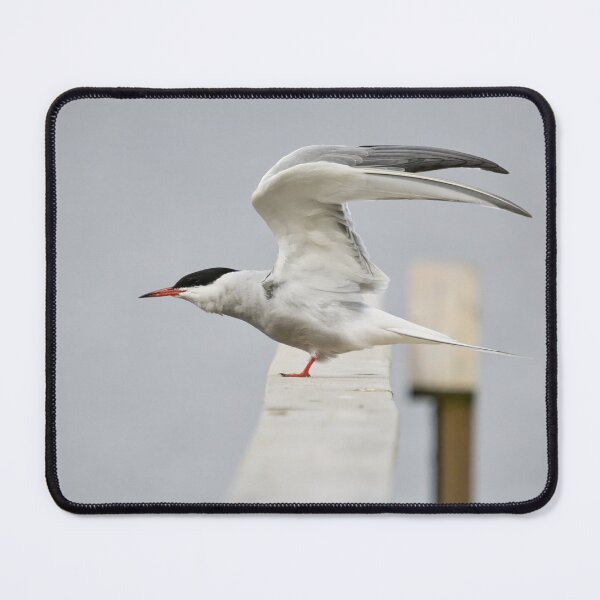 Item preview, Stretching. Common tern. Spring 2026 designed and sold by Jouko Lehto Photography.