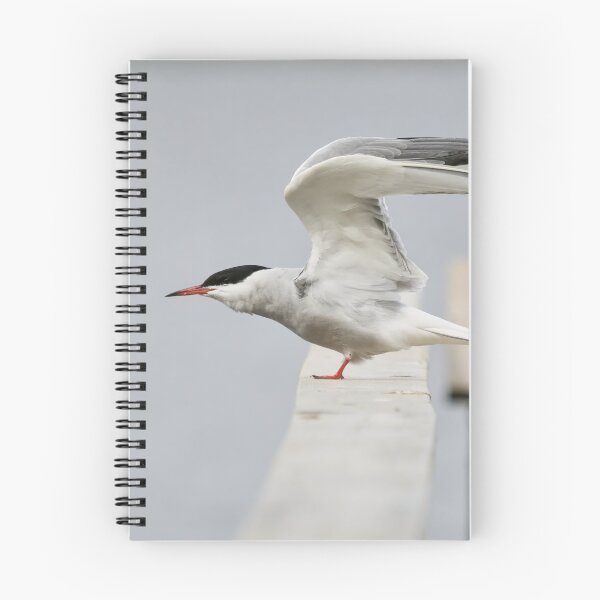 Item preview, Stretching. Common tern. Spring 2026 designed and sold by Jouko Lehto Photography.