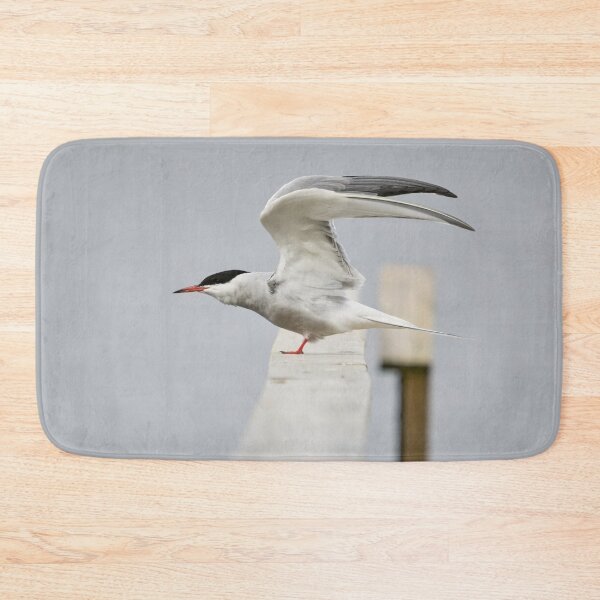 Item preview, Stretching. Common tern. Spring 2026 designed and sold by Jouko Lehto Photography.