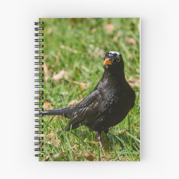 Item preview, White cap. Blackbird.  Spring 2026 designed and sold by Jouko Lehto Photography.
