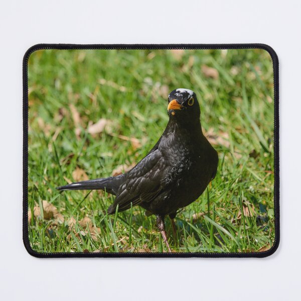 Item preview, White cap. Blackbird.  Spring 2026 designed and sold by Jouko Lehto Photography.