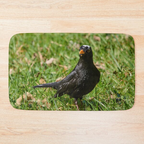Item preview, White cap. Blackbird.  Spring 2026 designed and sold by Jouko Lehto Photography.